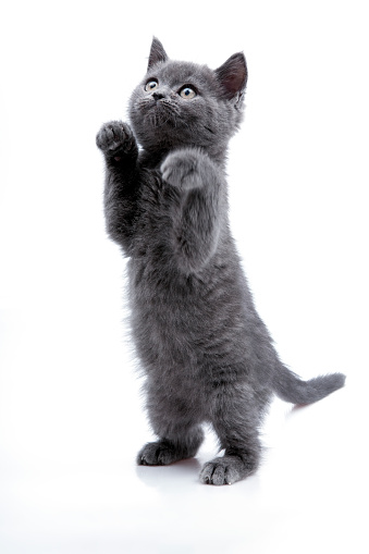 Standing small grey cat on white background