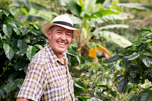 Retrato de un sonriente granjero mayor. Cafetero con sombrero. Viejo feliz en una cosecha de café colombiano. photo
