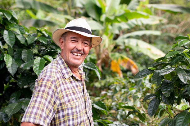 portrait d’un agriculteur âgé souriant. cultivateur de café portant un chapeau. un vieil homme heureux dans une récolte de café colombienne. - colombien photos et images de collection