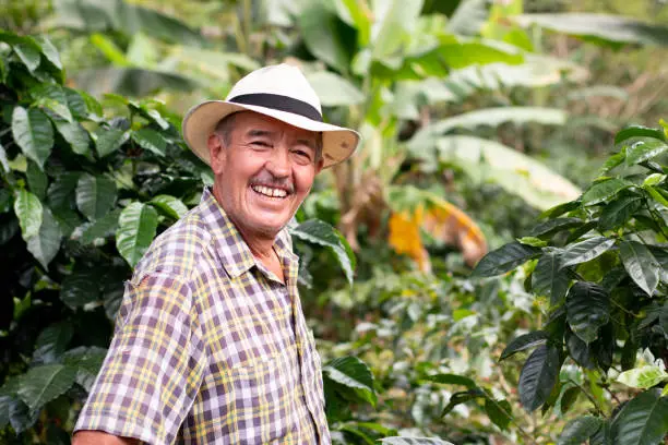 Photo of Portrait of a smiling senior farmer. Coffee farmer wearing hat. Happy old man in a Colombian coffee crop.