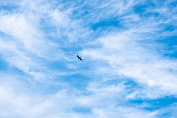 Wild geese are flying against the blue sky.