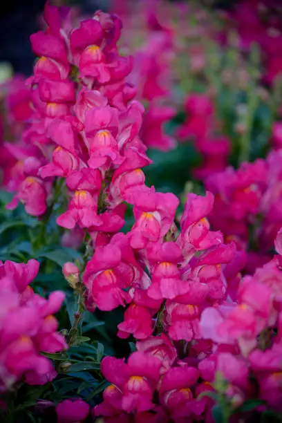 Snap dragon flowers in a field.