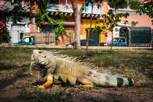 Free-roaming iguana in a public square