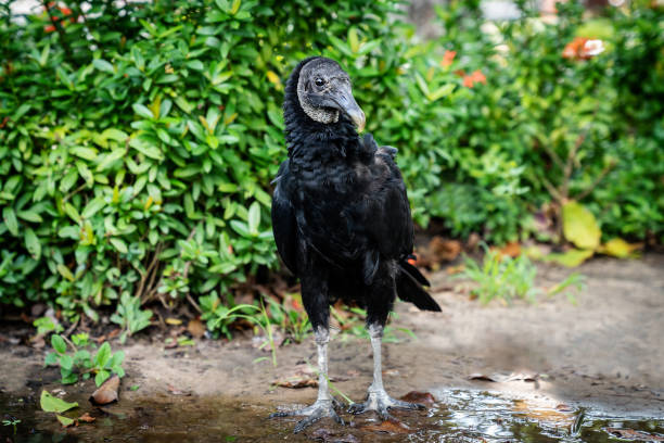 Black Vulture Black Vulture standing in the park american black vulture photos stock pictures, royalty-free photos & images