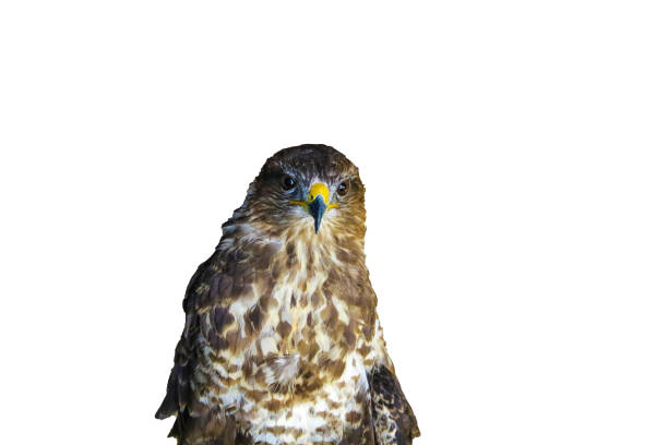 istock Birds of prey - Common Buzzard isolated on white background. 1345201650