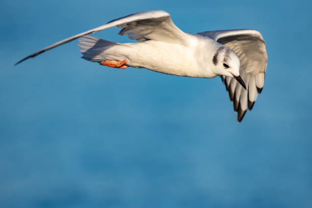 Bonaparte's Gull in Graceful Flight