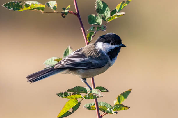 istock Close-Up of Chickadee in Early Morning Light 1345202041