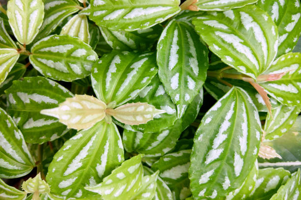 Peperomia puteolata is commonly known as the parallel peperomia or watermelon peperomia in terms of the leaf pattern resembling the rind of a watermelon.