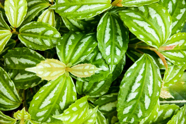 istock Peperomia puteolata is commonly known as the parallel peperomia or watermelon peperomia in terms of the leaf pattern resembling the rind. 1345206068