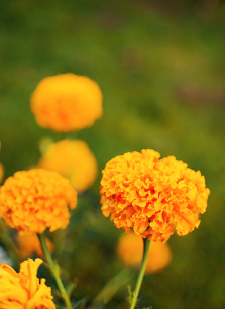 istock Beautiful marigolds bloom outdoors 1345206292