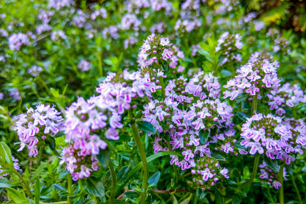 istock Broad-leaved thyme, lemon thyme. Thymus pulegioides. Nature 1345207078