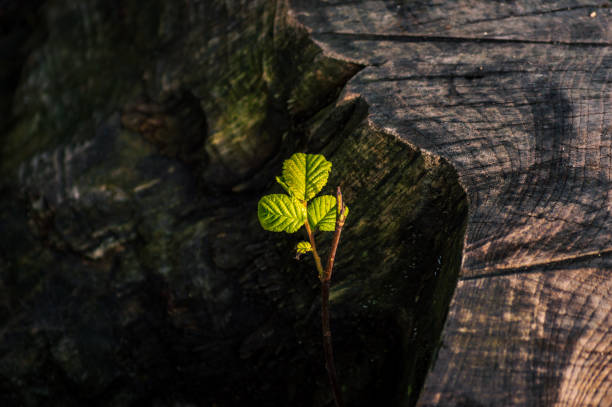 istock sapling growing from a tree stump in the autumn sun 1345208374