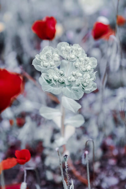 istock Red poppies and grey flowers 1345208467