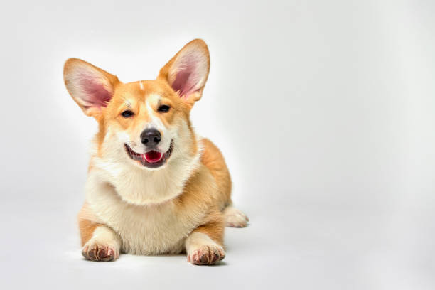 istock Funny corgi pembroke in studio in front of a white background 1345208507
