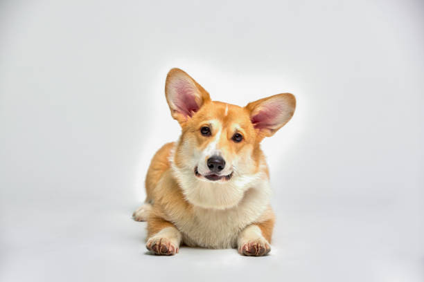 istock Funny corgi pembroke in studio in front of a white background 1345208516