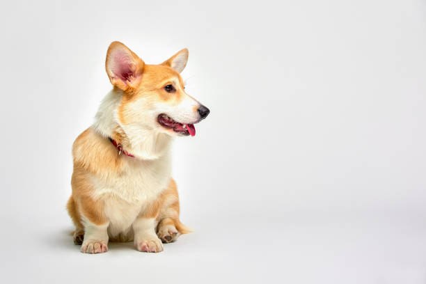 istock Funny corgi pembroke in studio in front of a white background 1345208518