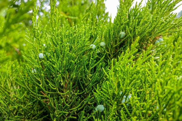 Green leaves pattern of creeping juniper or Juniperus horizontalis. Green leaves pattern of creeping juniper or Juniperus horizontalis juniperus horizontalis stock pictures, royalty-free photos & images