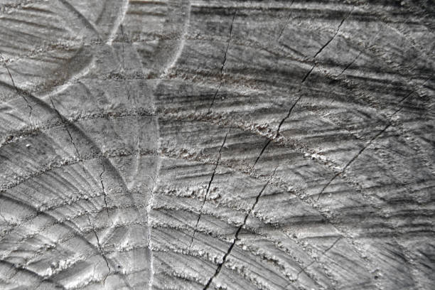 Close view of a warm orange tree stump with rings and texture highlights.