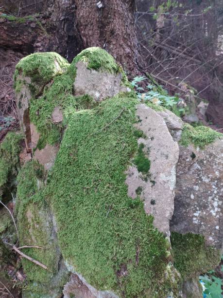 istock Light green moss on old gray stones 1345211964