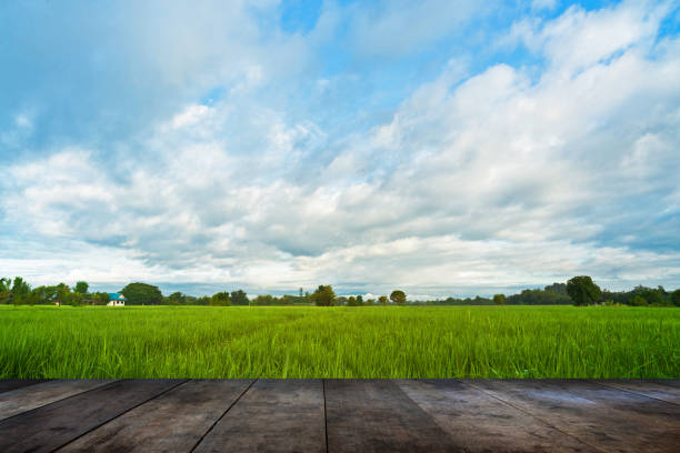 istock Wooden terrace with a rice field. 1345212676