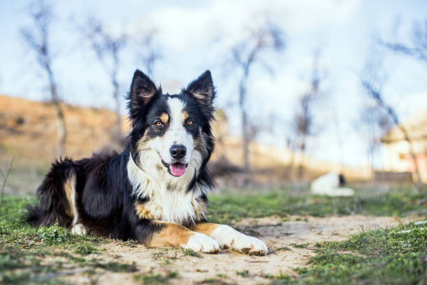 istock Broder collie dog looking at the camera 1345213102