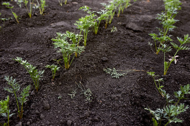 Beds of growing young carrots. Carrot seedlings on the farm. Carrot tops. Young carrot seedlings in the garden in spring. weak carrot seedlings have been torn out and are lying and drying on the ground. The theme of gardening, farming, a rich harvest, organic products. Horizontal photo. camas de zanahorias jóvenes en crecimiento. plántulas de zanahoria en la granja. tapas de zanahoria. plántulas de zanahoria joven en el jardín en primavera. las plántulas de zanahoria débiles han sido arrancadas y están acostadas y secándose en el