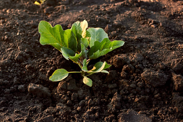 pousse d’aubergine verte. jeunes plants d’aubergines sur le lit de légumes de la ferme. cultiver des aubergines dans le sol noir du jardin. le thème du jardinage, de l’agriculture, d’une récolte riche, de produits biologiques. photo horizontale. - eggplant vegetable vegetable garden plant photos et images de collection