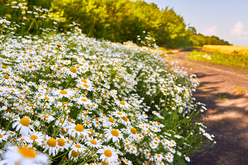The road between the thickets of daisies and the golden wheat field in sunny day. White chamomiles flowers closeup. Summer nature scene with blooming medical chamomiles. Beautiful meadow. Flower background.