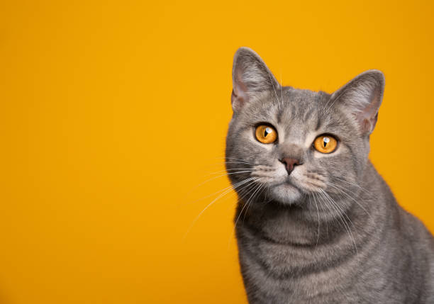 istock beautiful cat portrait on yellow background with copy space 1345217323