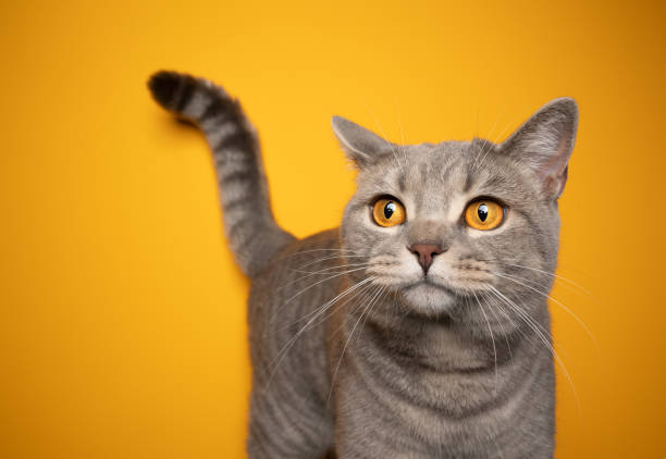 istock beautiful cat portrait on yellow background with copy space 1345217392