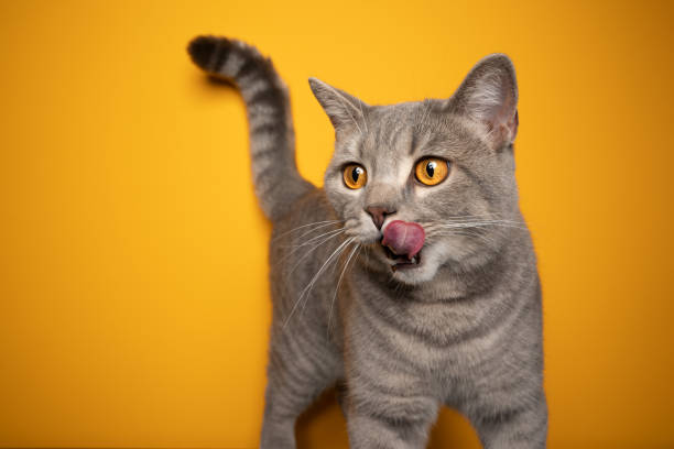 istock hungry cat licking lips looking to the side on yellow background 1345217399
