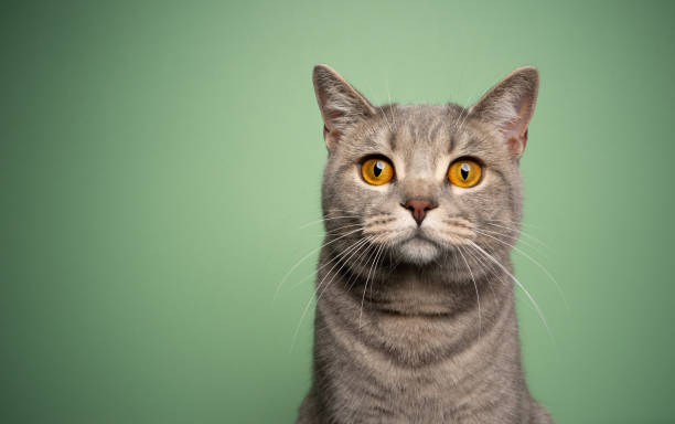 istock curious cat with yellow eyes portrait on green background 1345217441