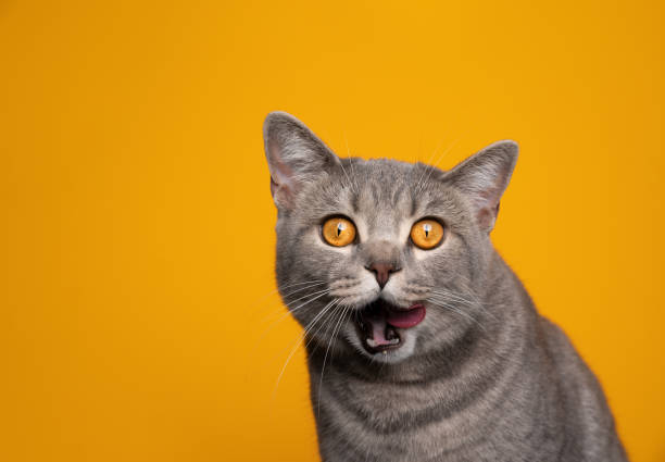 istock hungry cat making funny face licking lips on yellow background 1345217992
