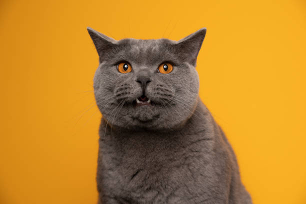 istock funny face british shorthair cat on yellow background 1345218006