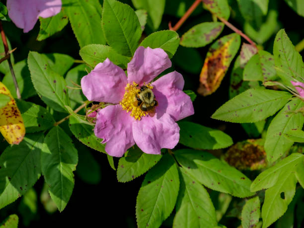 istock Pink wildflowers at Sandy Ridge Reservation, Cleveland, OH 1345219507