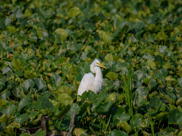 garzetta bianca come la neve nella riserva di sandy ridge, cleveland, oh - wading snowy egret egret bird foto e immagini stock