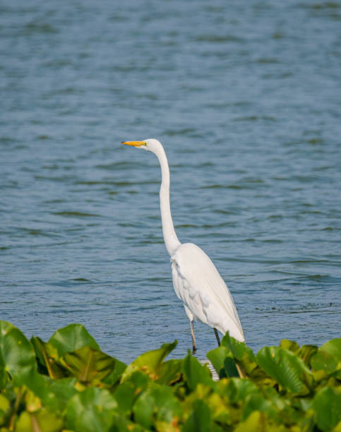 garzetta bianca come la neve nella riserva di sandy ridge, cleveland, oh - wading snowy egret egret bird foto e immagini stock