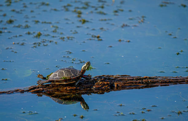 istock Painted Turtles in Sandy Ridge Reservation, Cleveland, Ohio 1345219547
