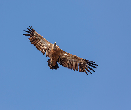 A European Griffon Vulture, Gyps fulvus, soaring against a clear, blue sky. Sierra de la Plata, Andalucia, Spain.
