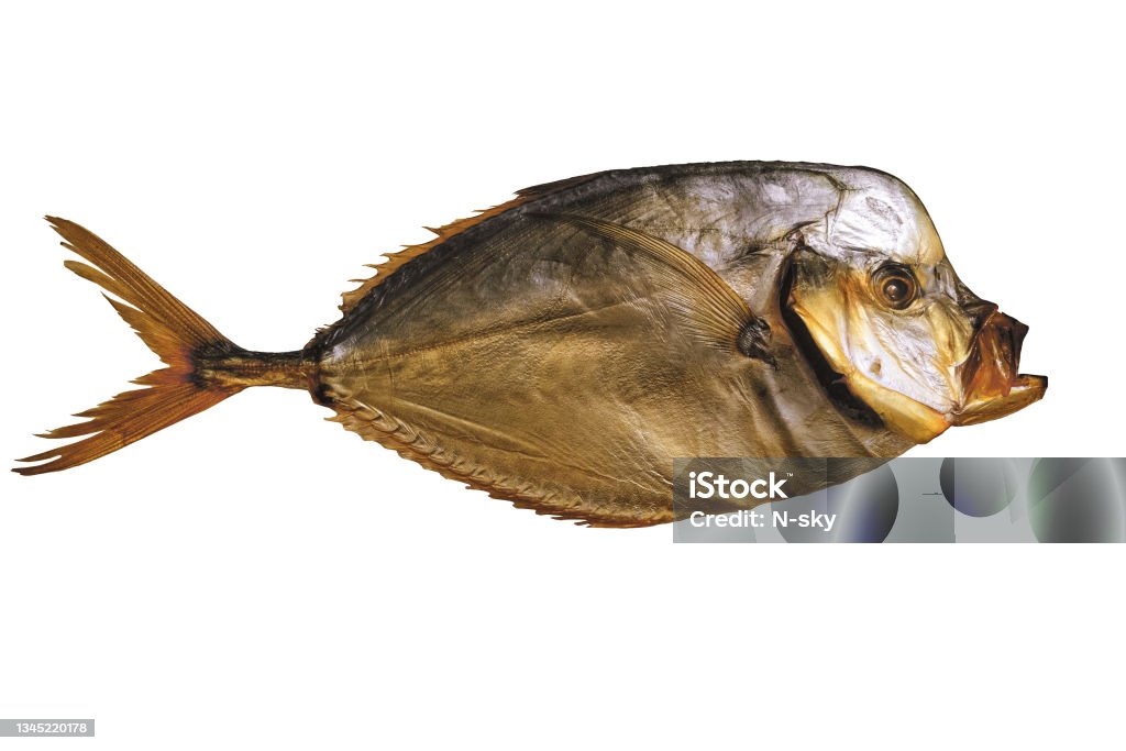 Ð¡old smoked fish vomer fish isolated on white background Animal Stock Photo