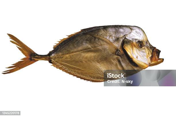 Ðold Smoked Fish Vomer Fish Isolated On White Background Stock Photo - Download Image Now