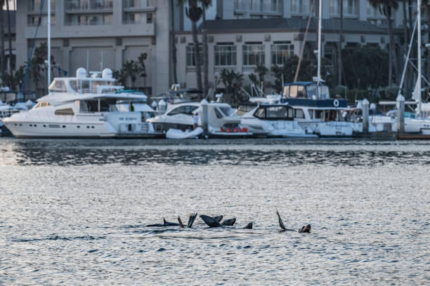 istock Sealions frolic in Marina del Rey, CA 1345220435