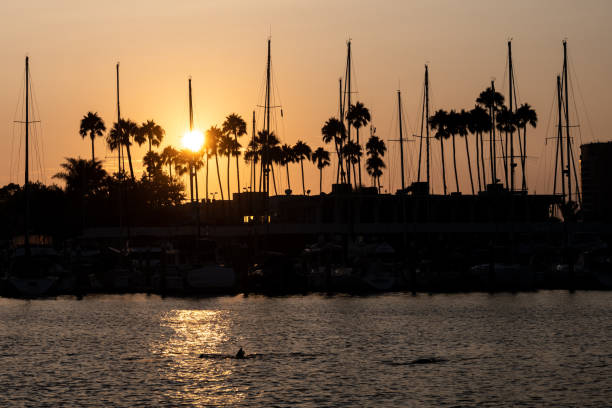 istock Sealions frolic in Marina del Rey, CA 1345220438