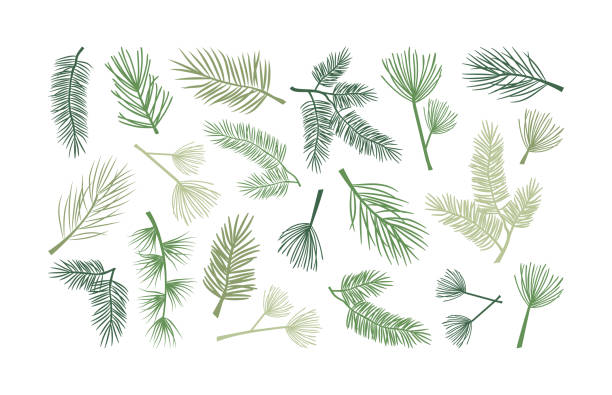 Christmas fir branch and pine cone, holly plant and evergreen tree, cedar twig icon, New Year decoration. Hand drawn vector Christmas fir branch and pine cone, holly plant and evergreen tree, cedar twig icon, New Year decoration. Hand drawn vector illustration needle plant part stock illustrations