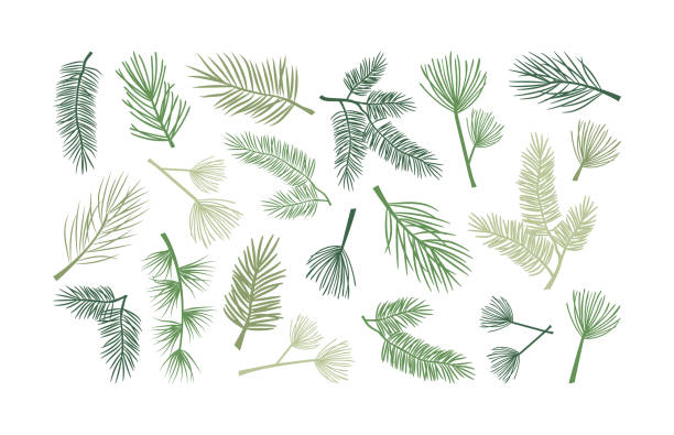 7,800+ Christmas Greenery Stock Illustrations, Royalty-Free Vector