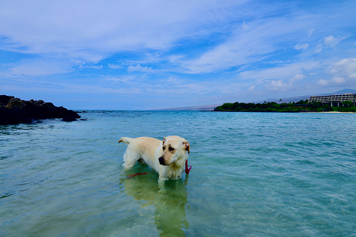 Labrador Retriever on a beach on the Big Island of Hawaii