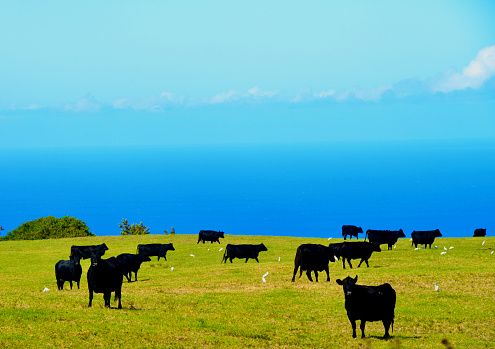 Beef cattle on the Big Island of Hawaii