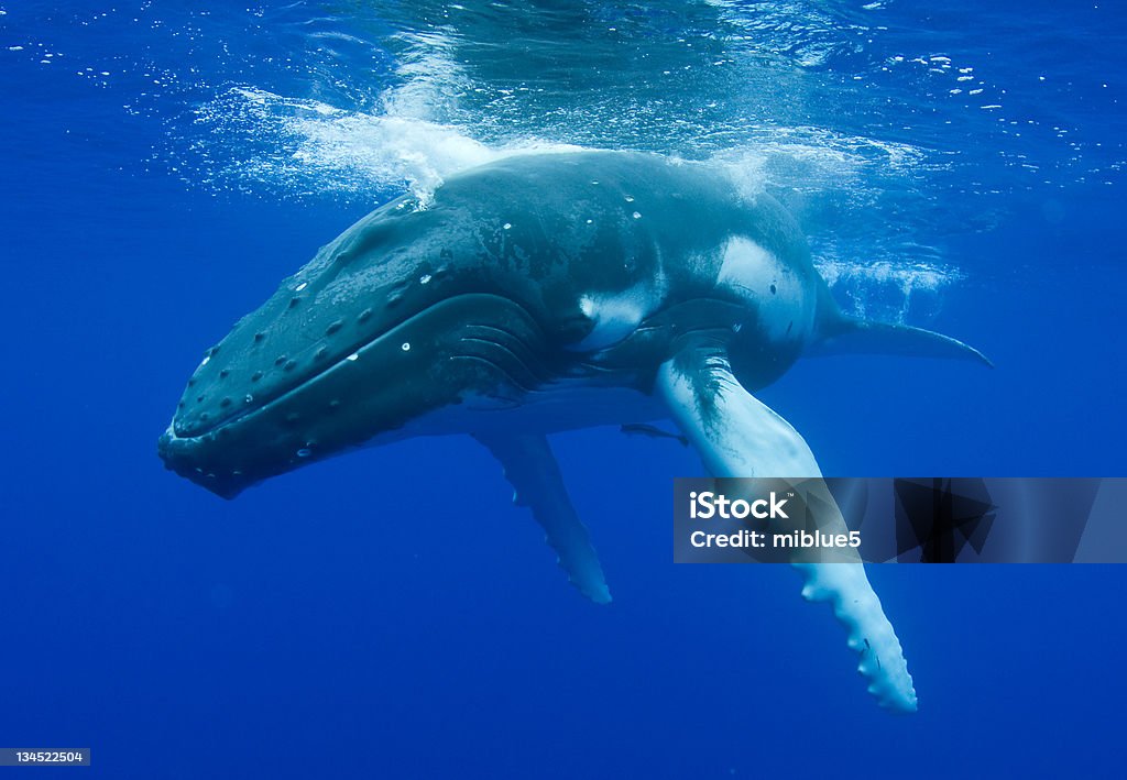 Baleine à bosse - Photo de Baleine à bosse libre de droits