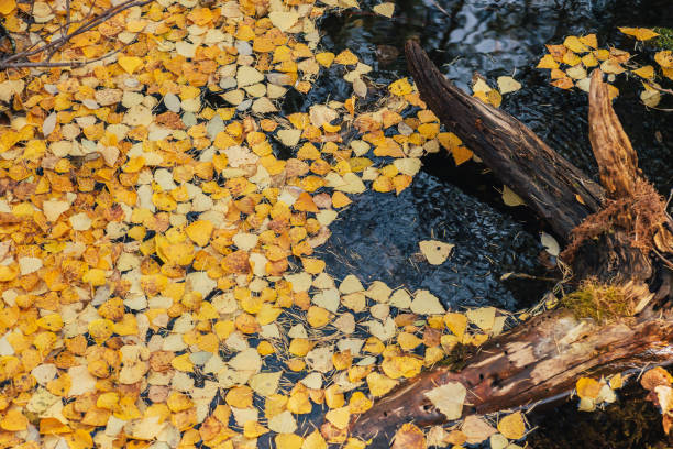 Autumn yellow leaves float in backwater near snag in golden sunshine. Yellow autumn leaves on water surface in gold sunlight. Sunny beautiful nature background with fallen leaves in water in fall time Autumn yellow leaves float in backwater near snag in golden sunshine. Yellow autumn leaves on water surface in gold sunlight. Sunny beautiful nature background with fallen leaves in water in fall time snag tree stock pictures, royalty-free photos & images