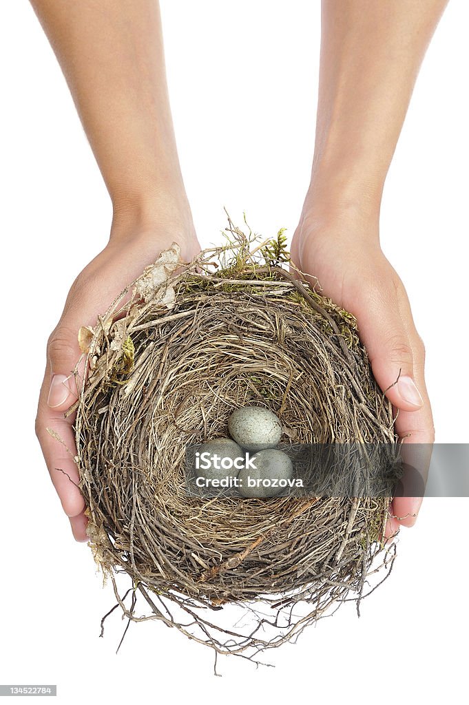 Jovem mulher segurando blackbird nest - Foto de stock de Ninho de Animal royalty-free